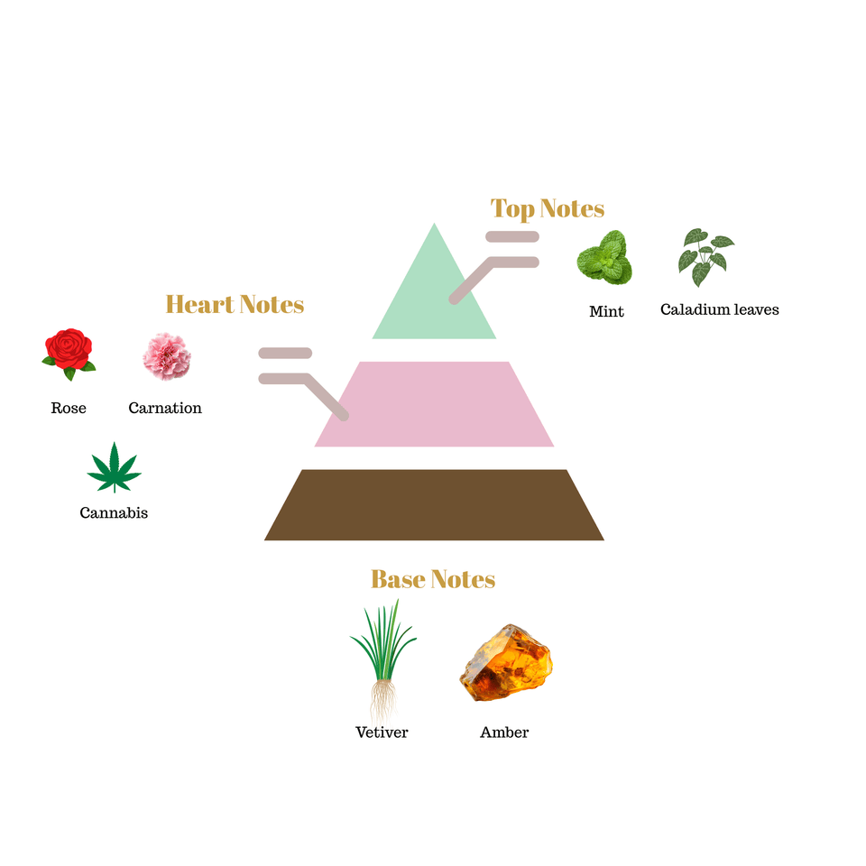 No.i29 fragrance notes pyramid