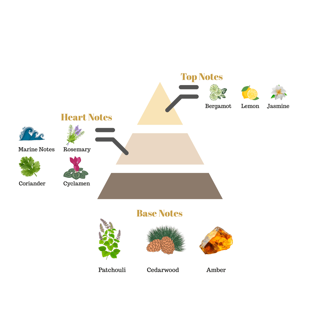 Fragrance pyramid chart for Scentra No.1 detailing a bergamot lemon jasmine top, a marine note rosemary heart, and a patchouli cedarwood amber base.