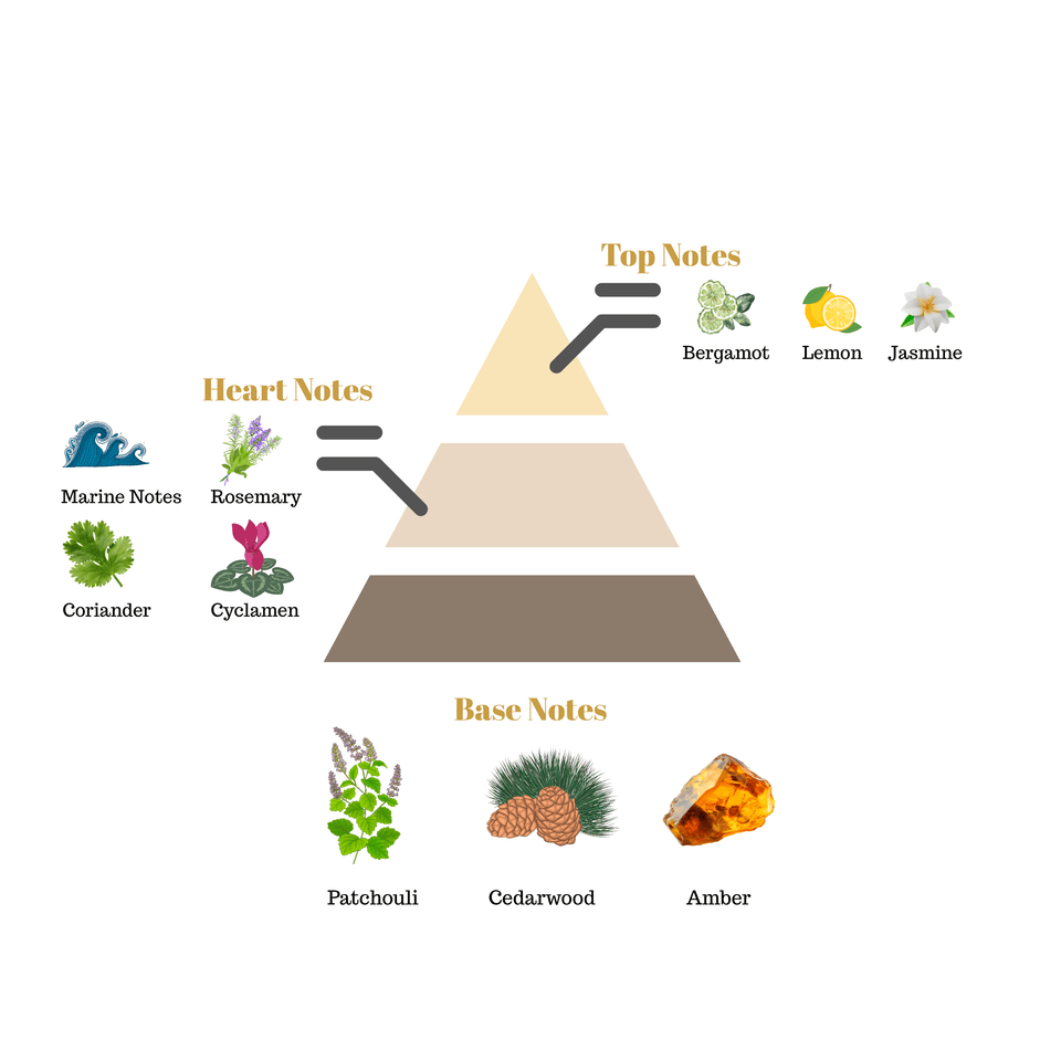 Fragrance pyramid chart for Scentra No.1 detailing a bergamot lemon jasmine top, a marine note rosemary heart, and a patchouli cedarwood amber base.
