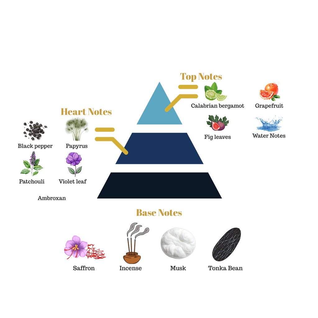 Fragrance pyramid chart for Scentra No.11 highlighting bergamot grapefruit and water top notes, a papyrus black pepper heart, and an incense saffron base.