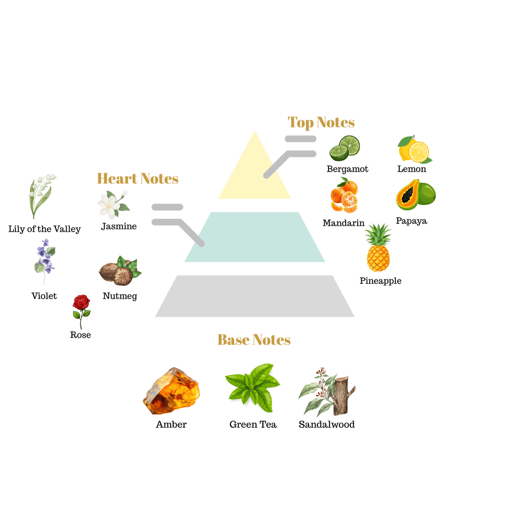 Fragrance pyramid chart for Scentra No.18 highlighting fruit top notes, a rich floral jasmine rose heart, and a green tea amber base.