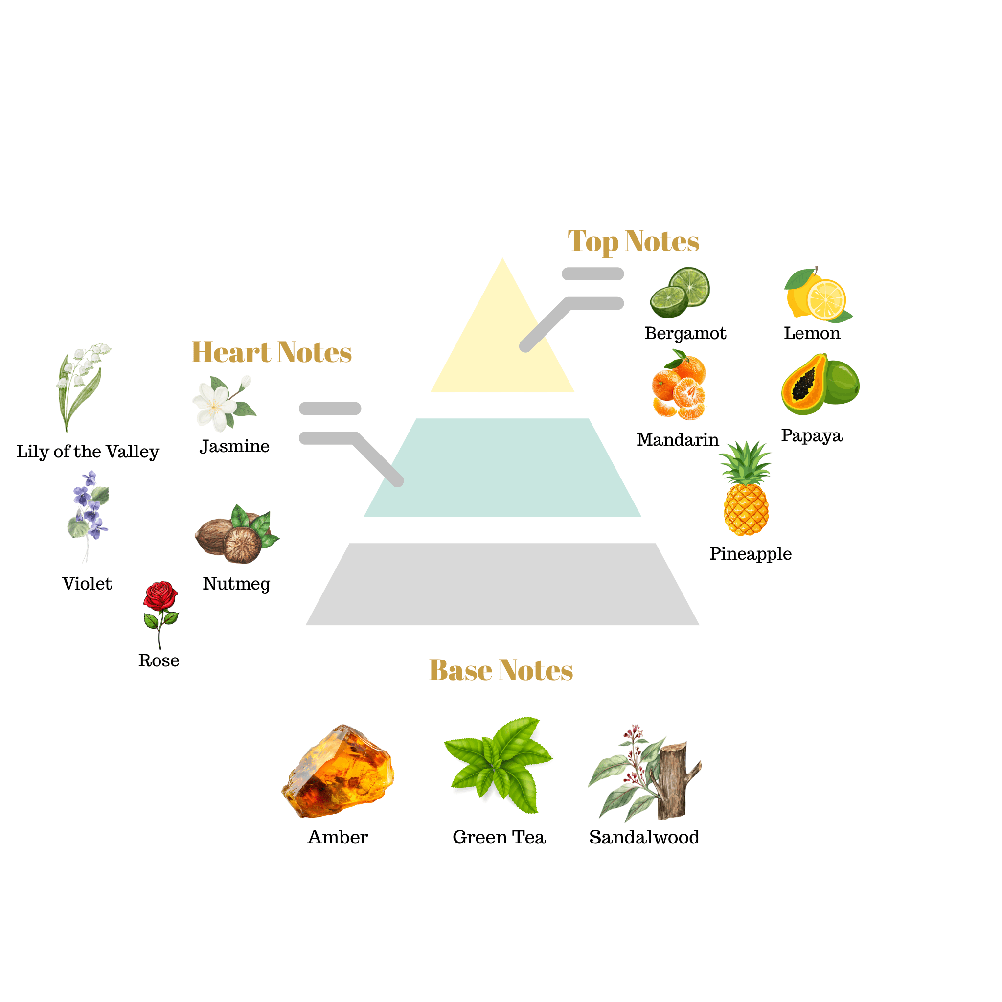 Fragrance pyramid chart for Scentra No.18 highlighting fruit top notes, a rich floral jasmine rose heart, and a green tea amber base.