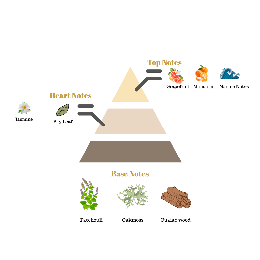 Fragrance pyramid chart for Scentra No.2 showcasing a grapefruit mandarin marine top, a jasmine bay leaf heart, and a patchouli oakmoss guaiac wood base.