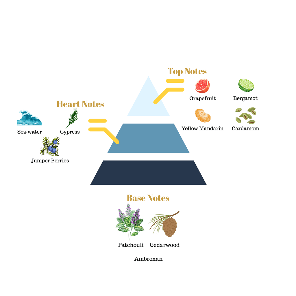 Fragrance pyramid chart for Scentra No.20 detailing top citrus notes, a marine cypress heart, and an ambroxan cedarwood base.