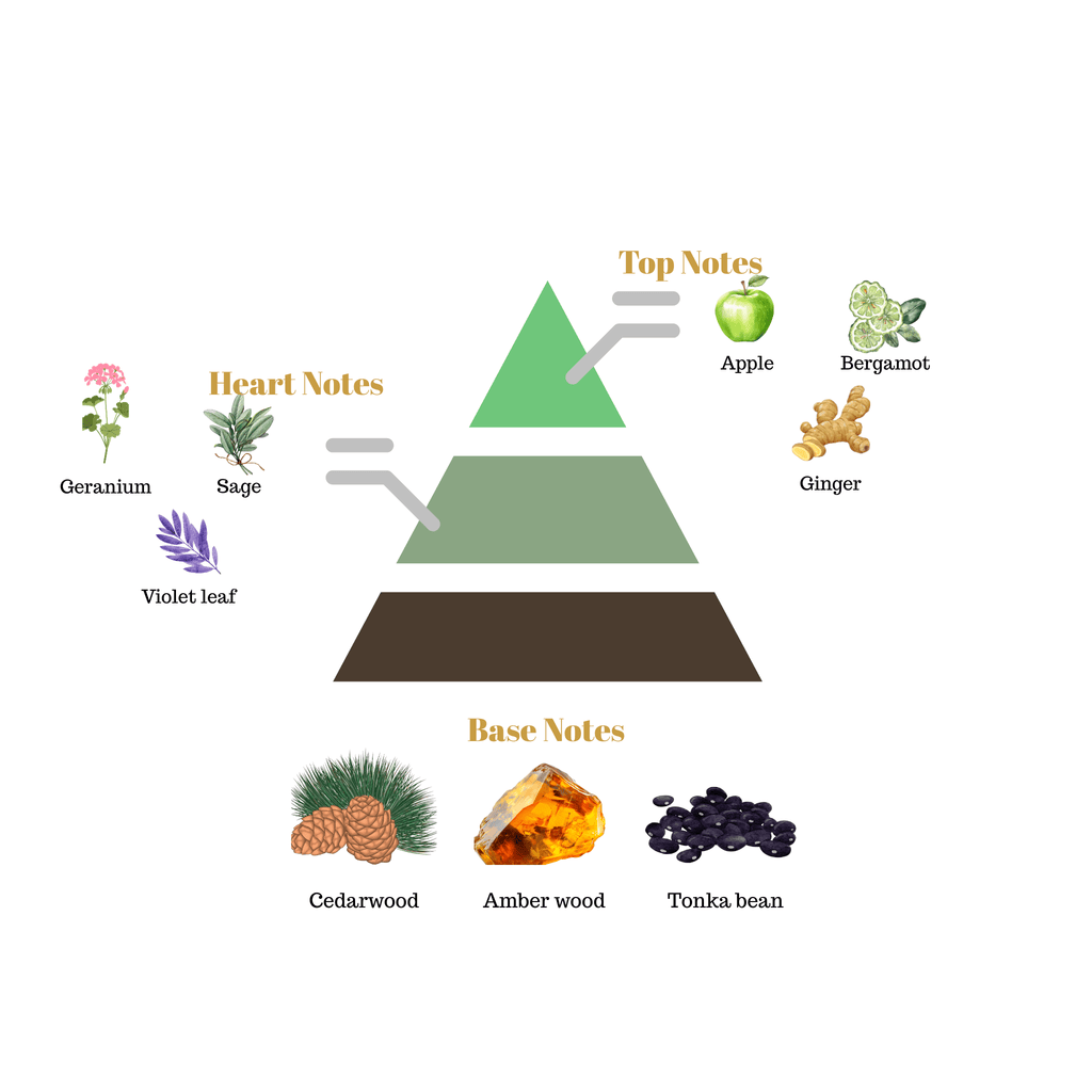 Fragrance pyramid chart for Scentra No.24 showcasing top notes of apple and bergamot, a sage geranium heart, and a cedarwood amber wood base.