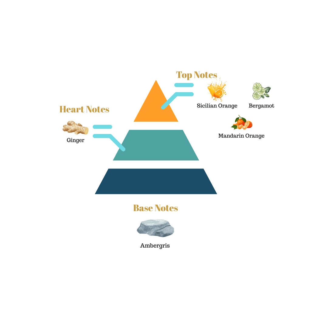 Fragrance pyramid chart for Scentra No.30 showcasing top notes of Sicilian orange and bergamot, a ginger heart, and an ambergris base.