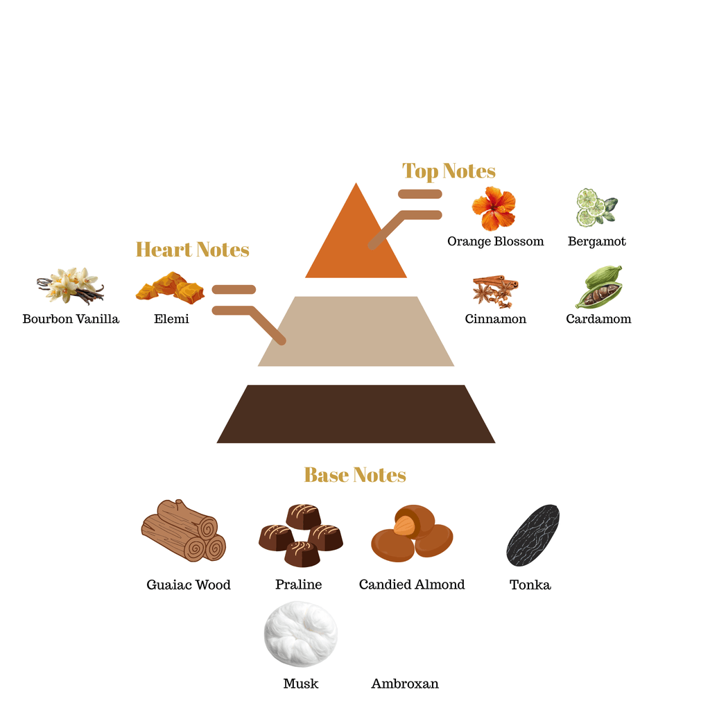 Fragrance pyramid chart for Scentra No.31 showcasing an orange blossom bergamot cinnamon cardamom top, a vanilla elemi heart, and a praline wood base.