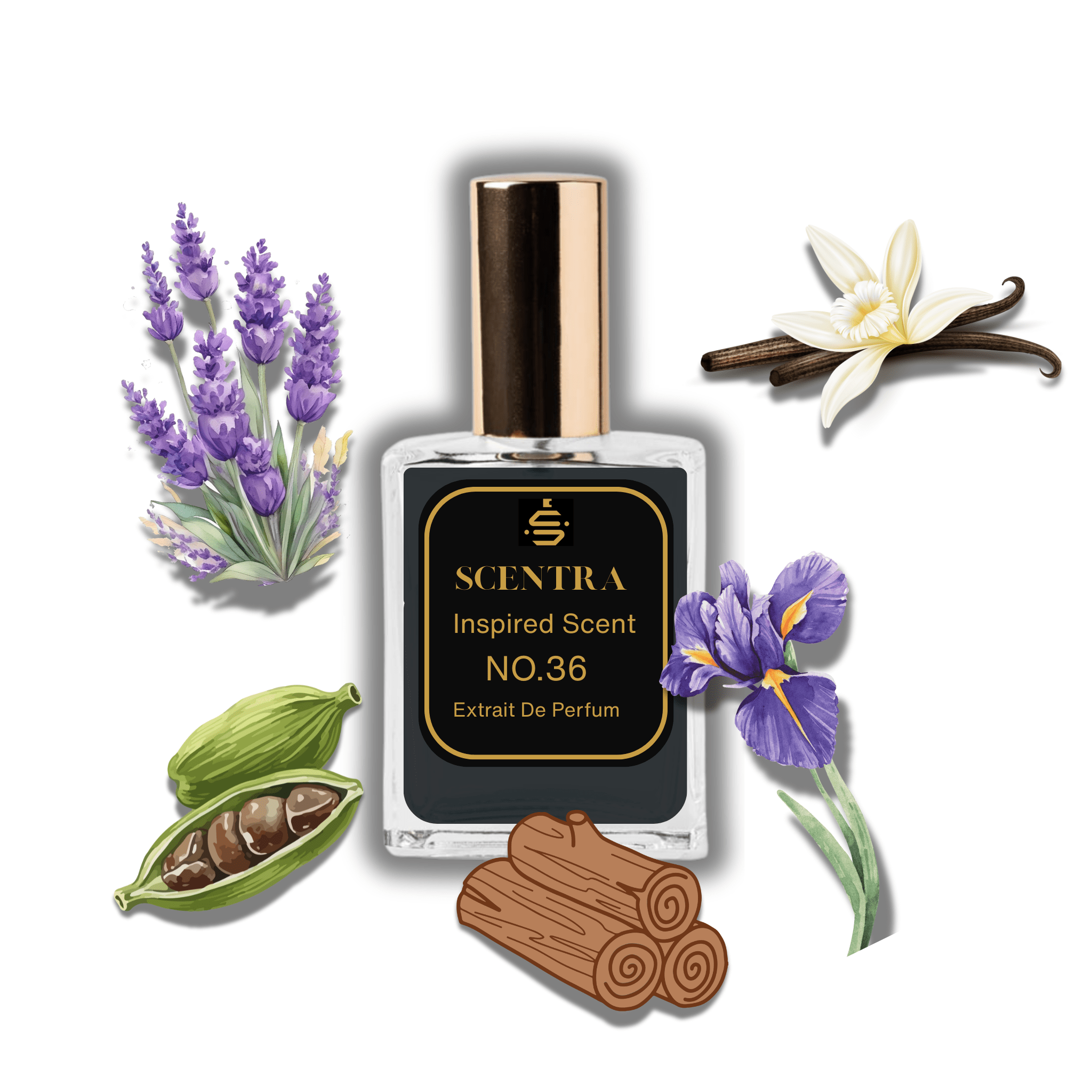 Scentra No.36 perfume bottle surrounded by illustrated scent notes of green cardamom, lavender sprigs, and a purple iris flower.