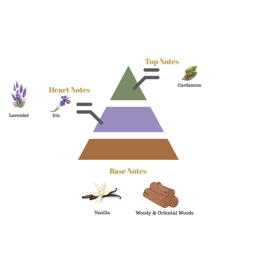 Fragrance pyramid chart for Scentra No.36 displaying top cardamom notes, an iris and lavender heart, and an oriental vanilla wood base.
