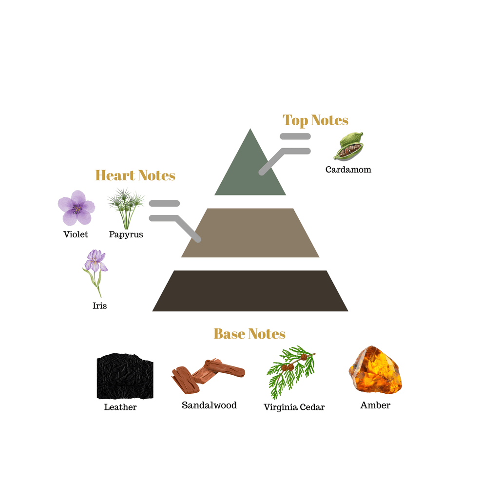 Fragrance pyramid chart for Scentra No.37 showing a top cardamom note, papyrus and violet heart notes, and a woody sandalwood base.