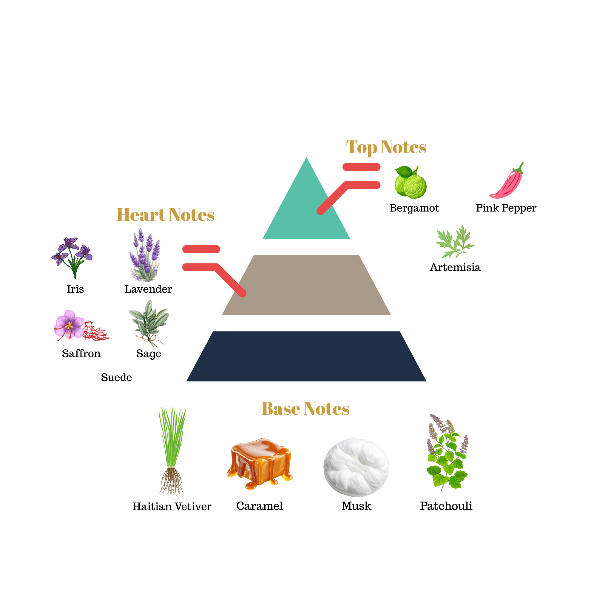 Fragrance pyramid chart for Scentra No.39 breaking down top notes of bergamot, an aromatic lavender heart, and a rich caramel base.
