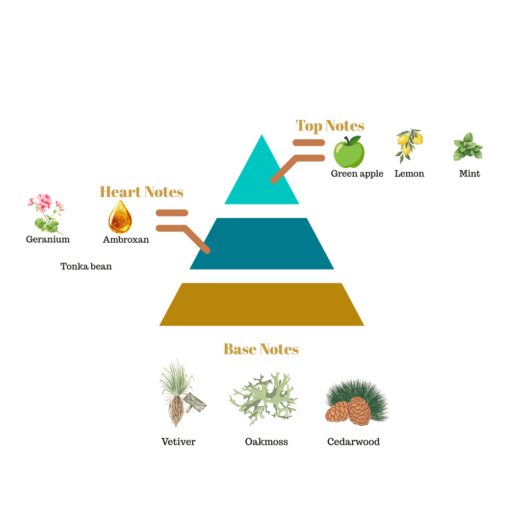 Fragrance pyramid chart for Scentra No.4 showcasing a green apple lemon mint top, a geranium ambroxan tonka bean heart, and a woody vetiver cedarwood base.