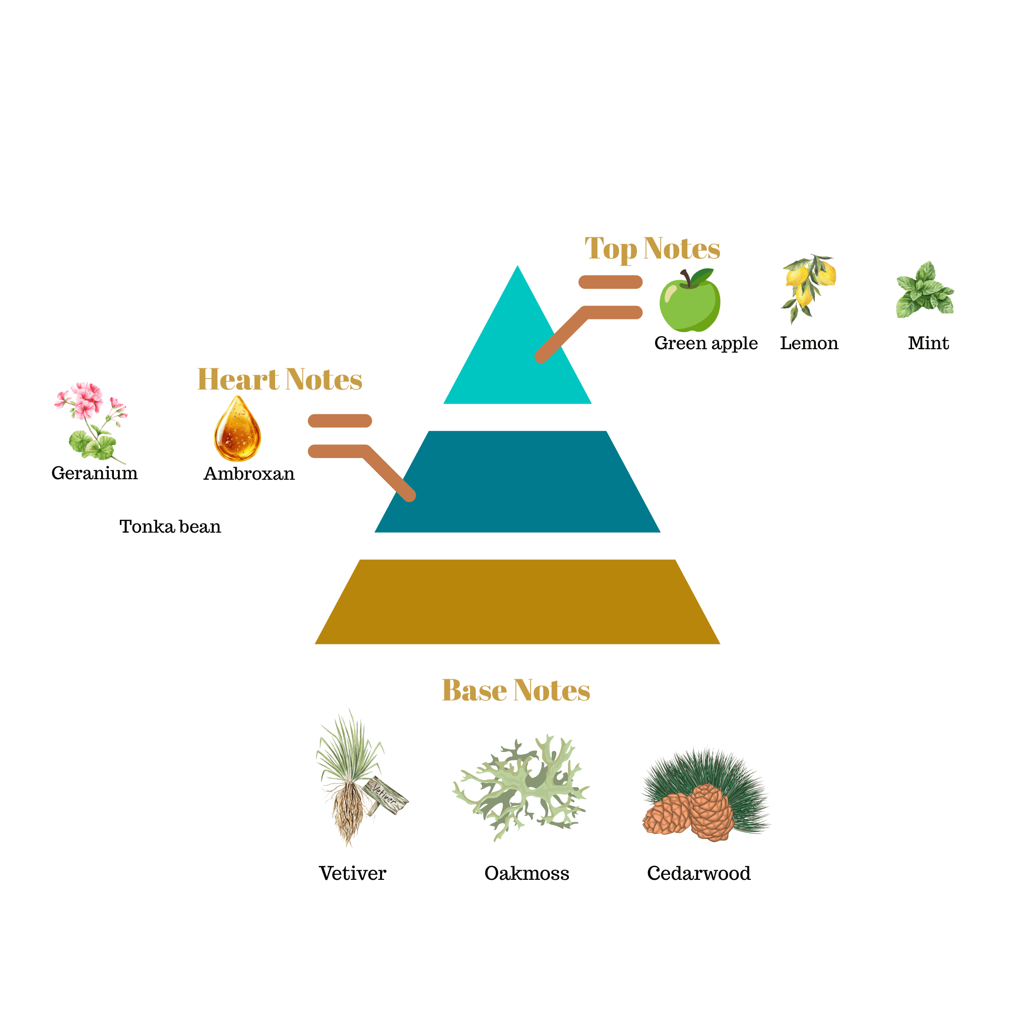 Fragrance pyramid chart for Scentra No.4 showcasing a green apple lemon mint top, a geranium ambroxan tonka bean heart, and a woody vetiver cedarwood base.