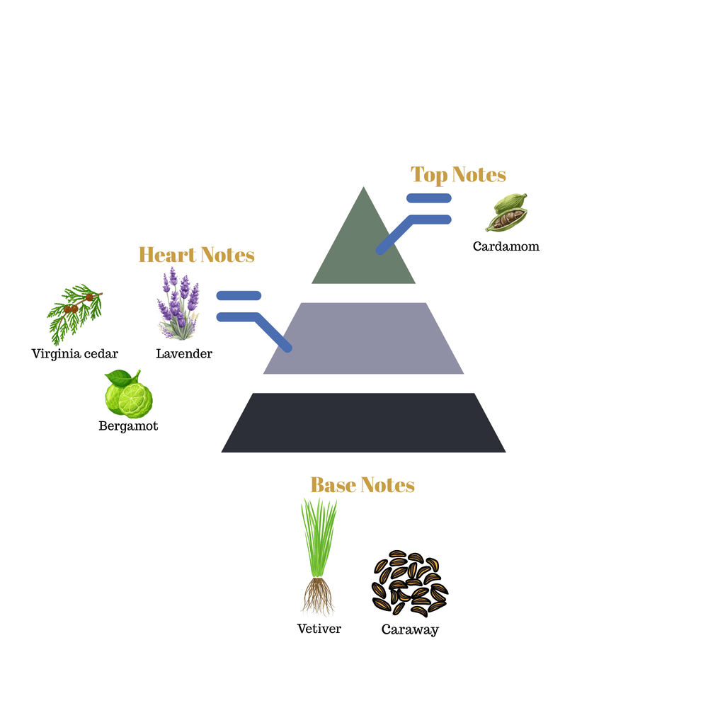 Fragrance pyramid chart for Scentra No.40 showing top cardamom notes, a lavender and cedar heart, and a woody vetiver base.
