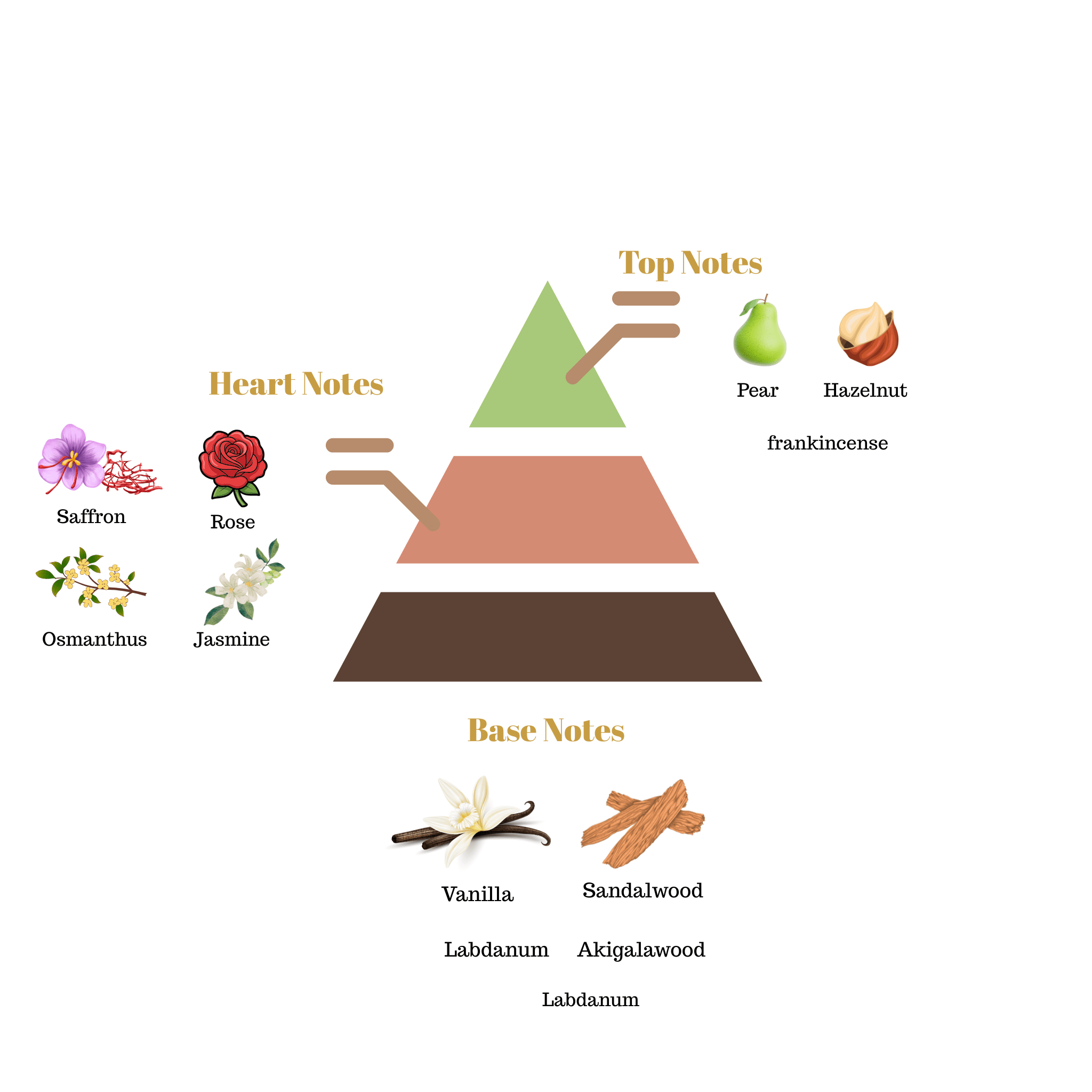 Fragrance pyramid diagram for Scentra No.47 breaking down top notes of pear and hazelnut, heart notes of rose and jasmine, and woody base notes.