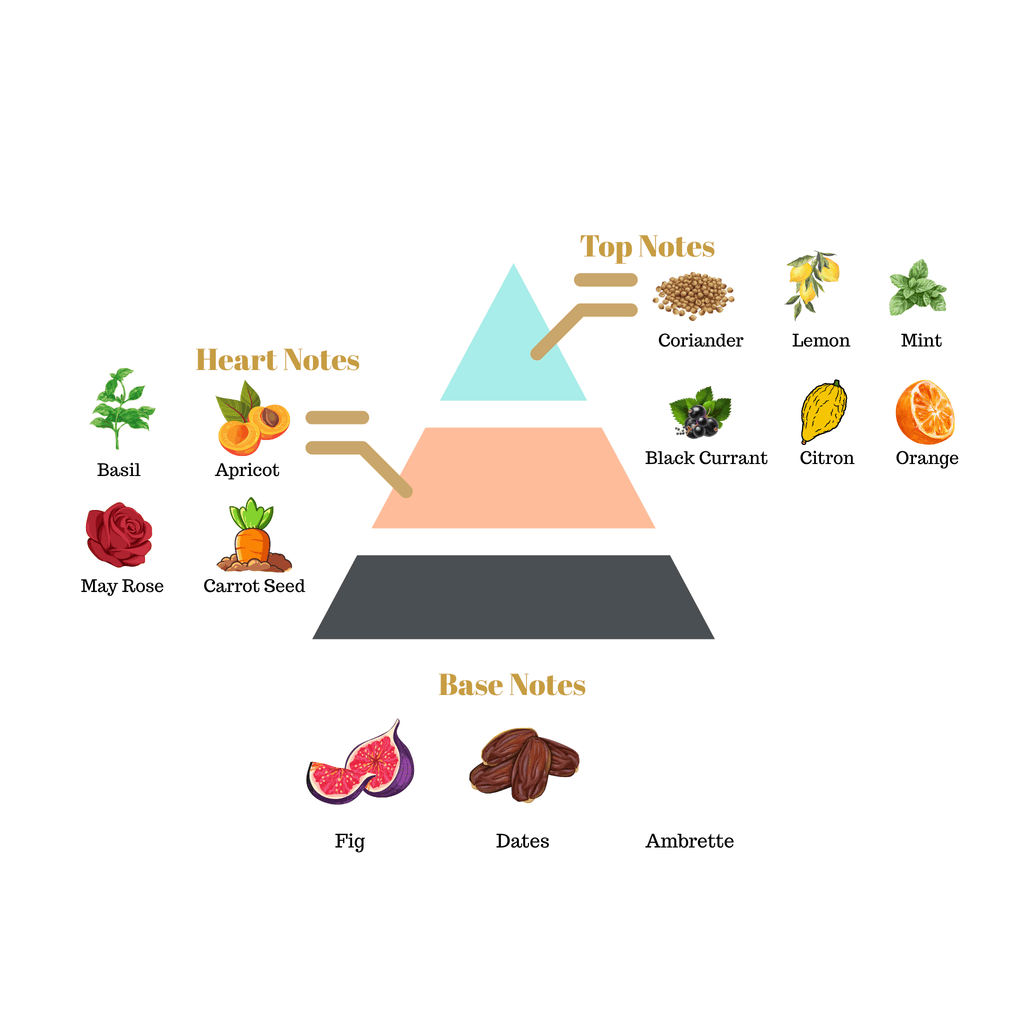 Fragrance pyramid chart for Scentra No.6 highlighting top mint and citrus notes, an apricot basil rose heart, and a sweet fig date base.