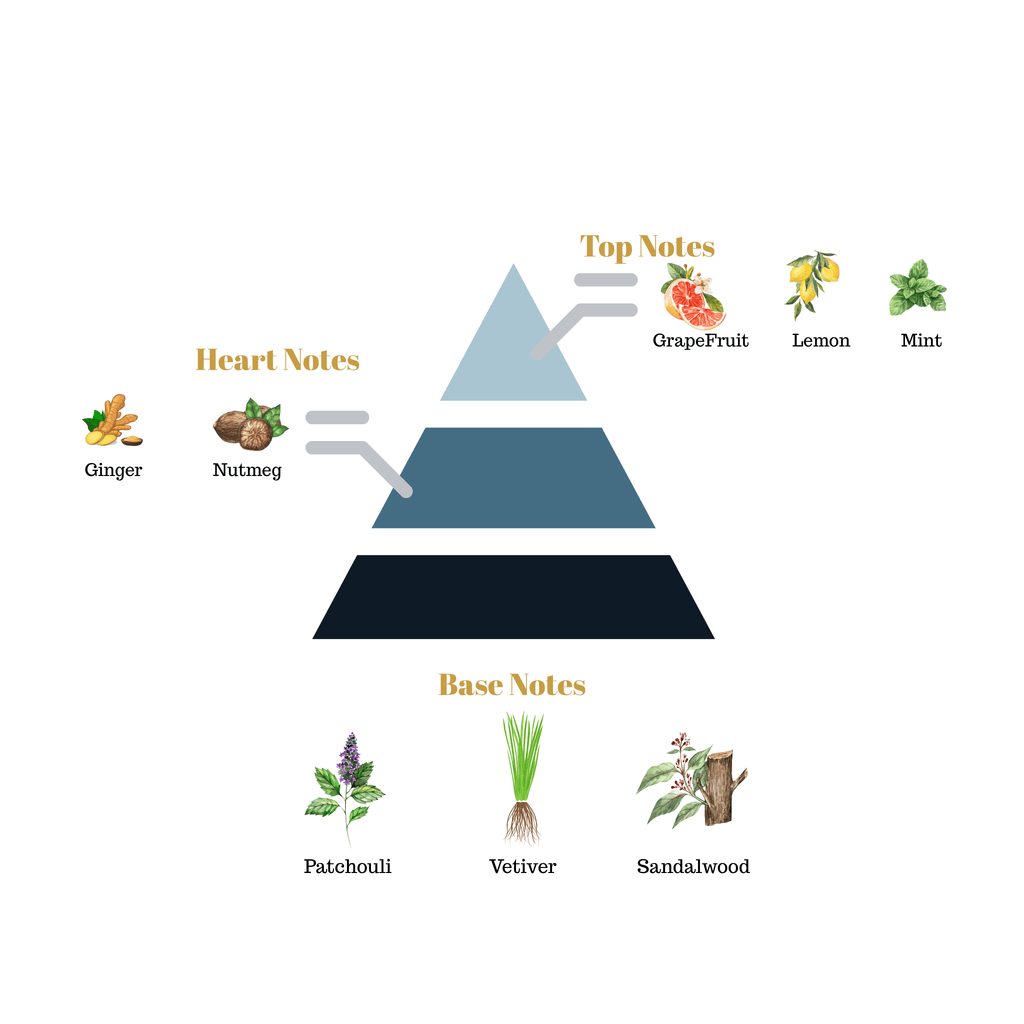 Fragrance pyramid chart for Scentra No.8 displaying top citrus mint notes, a spicy ginger nutmeg heart, and an earthy patchouli base.
