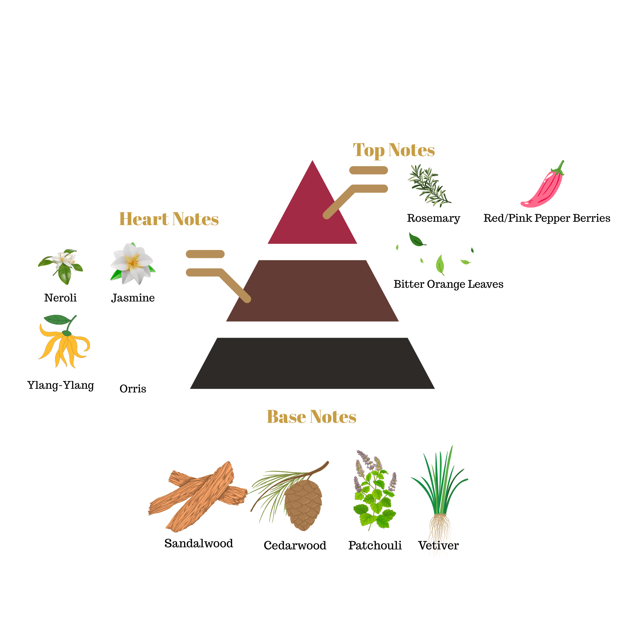 Fragrance note pyramid for Scentra No.54, inspired by Amouage Reflection Man, showing top, heart, and base notes