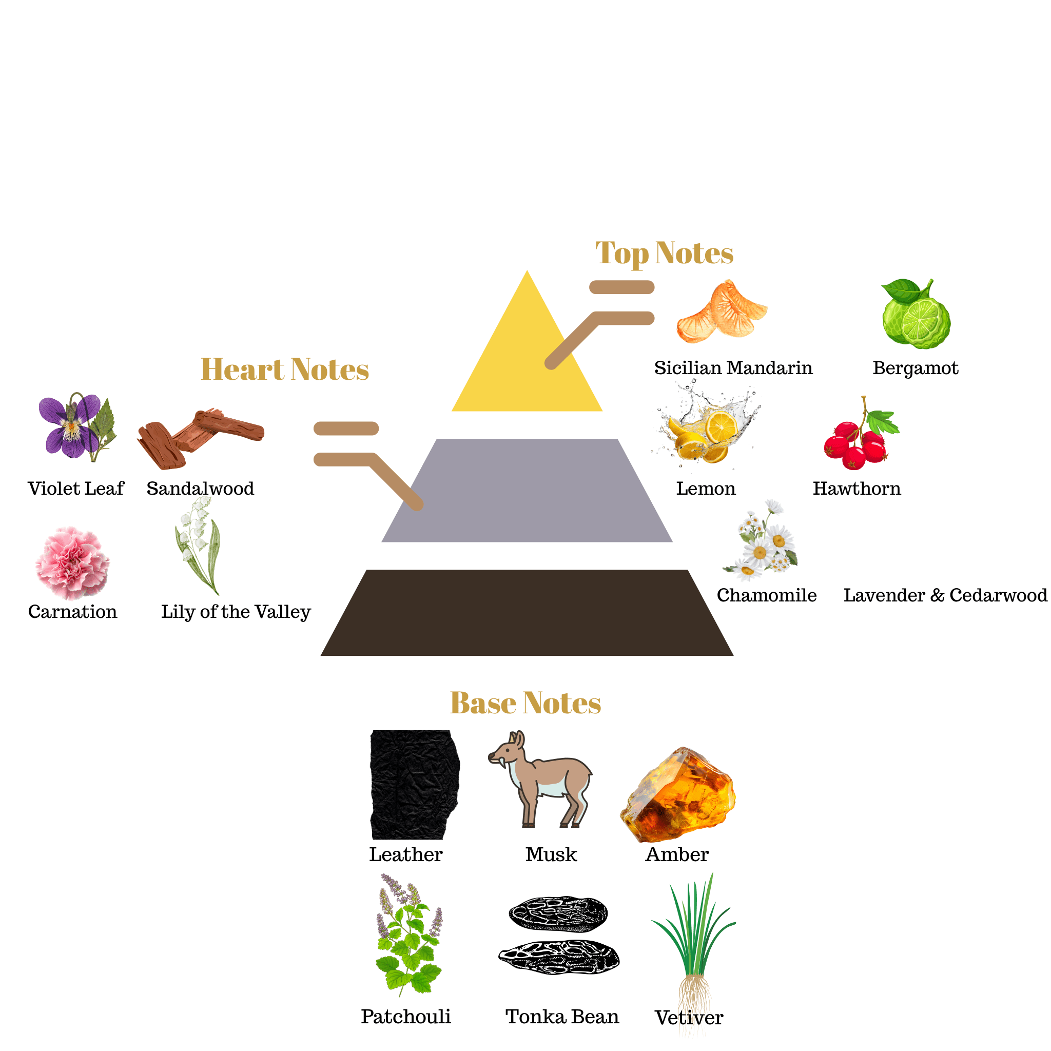 Fragrance note pyramid for Scentra No.66, inspired by Dior Fahrenheit, showing top, heart, and base notes