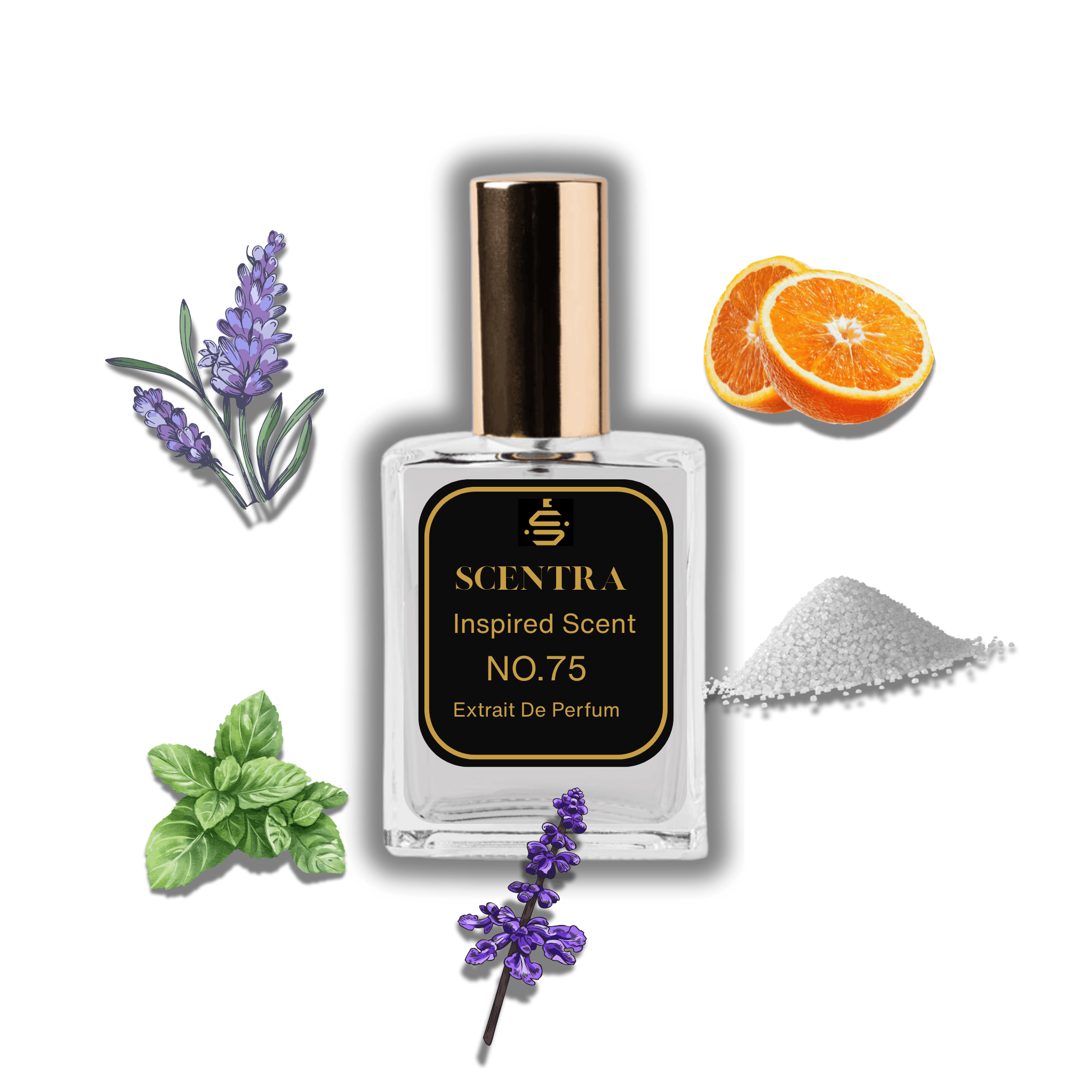 Scentra No.75 perfume bottle inspired by Prada Luna Rossa surrounded by lavender, mint, bitter orange, and ambroxan